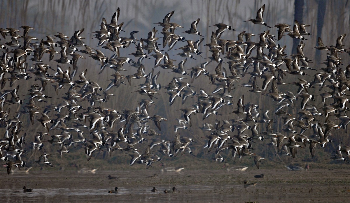 Black-tailed Godwit - ML644689494