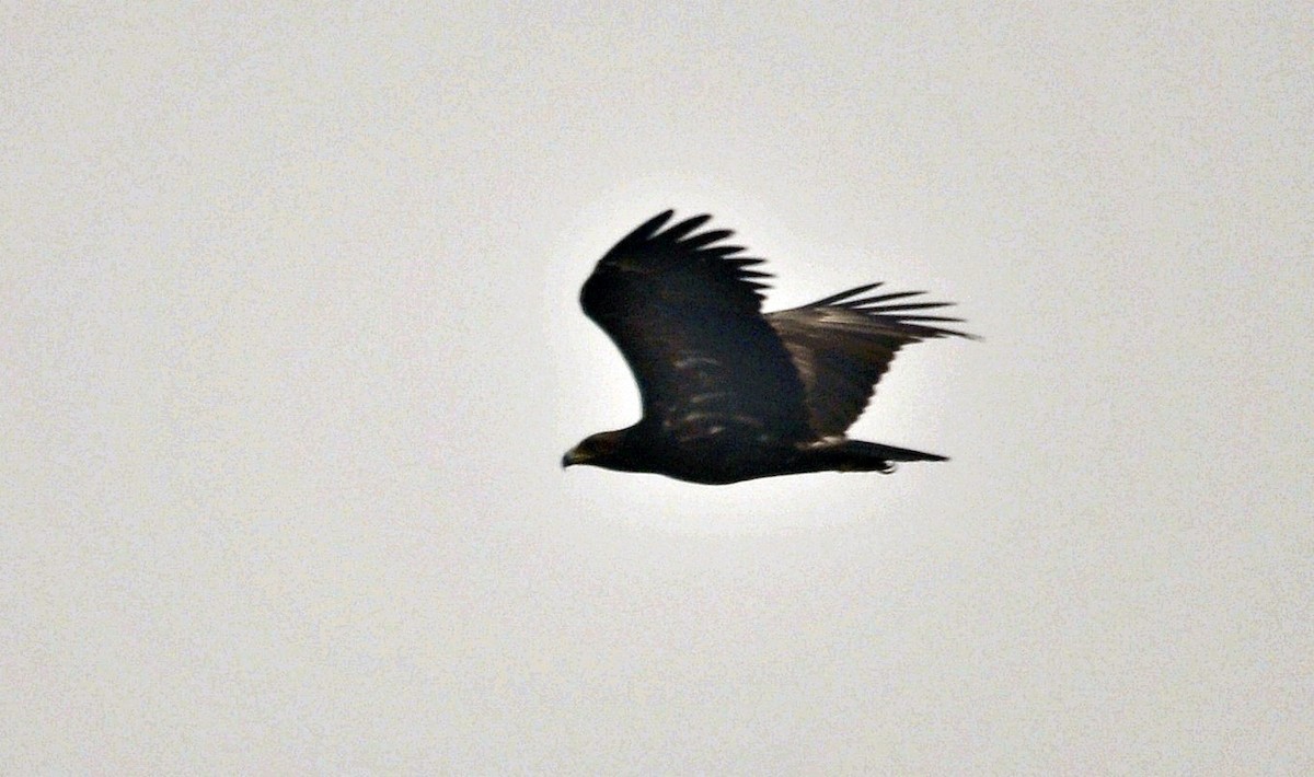 Greater Spotted Eagle - ML644689505