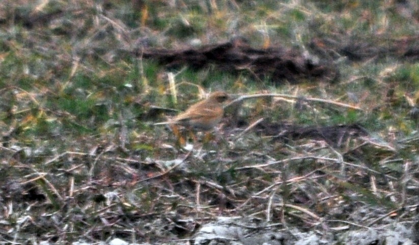 Tawny Pipit - ML644689512