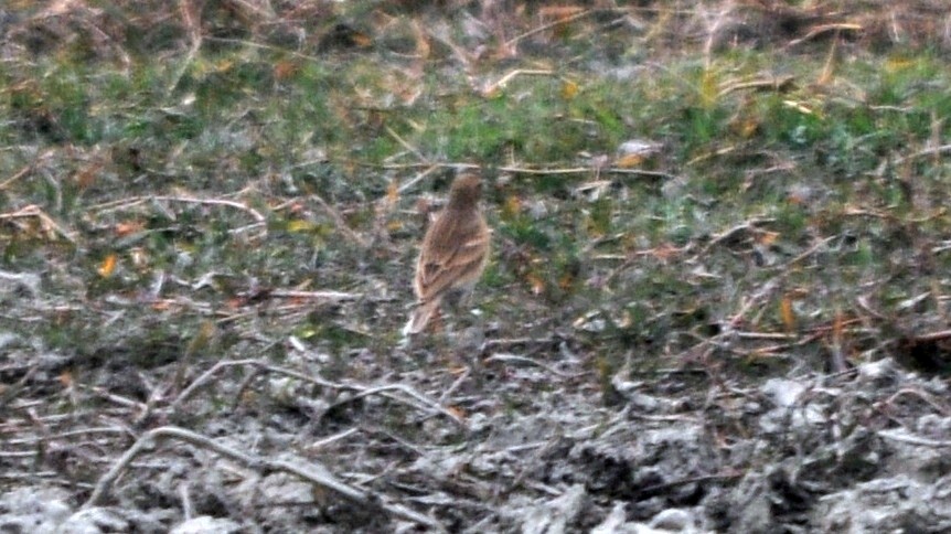 Tawny Pipit - ML644689513