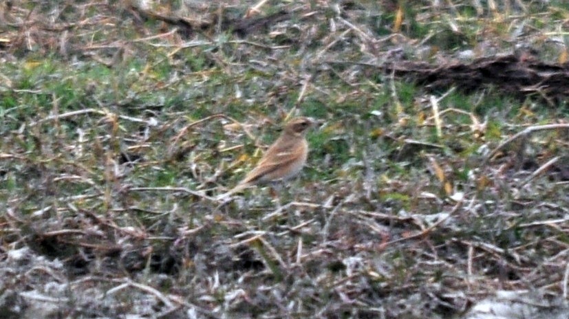 Tawny Pipit - ML644689514