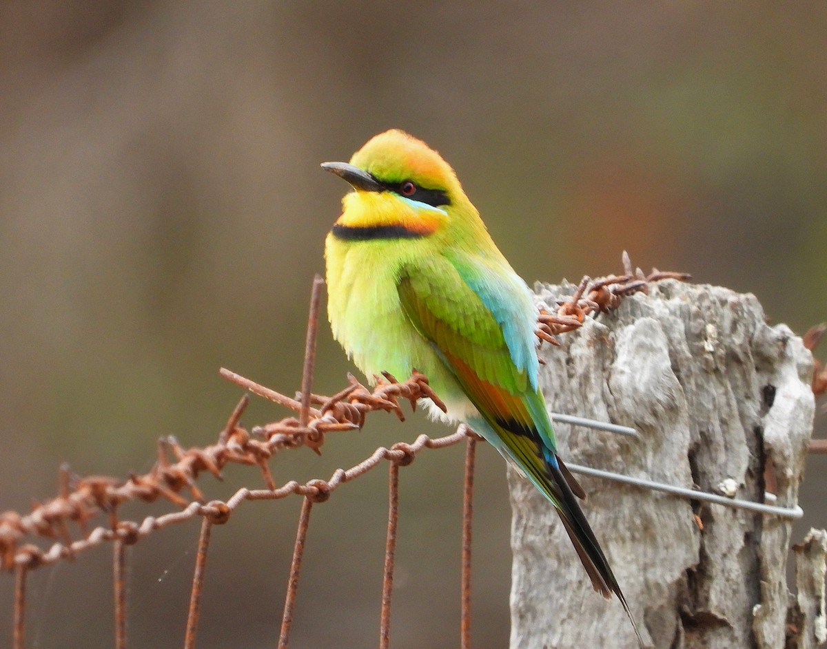 vlha duhová - ML644689515