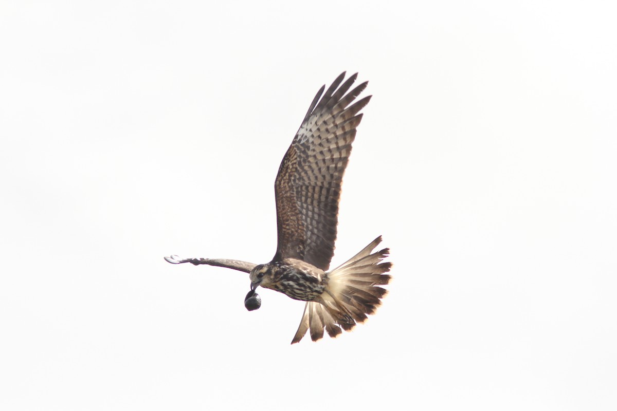 Snail Kite - ML644689516