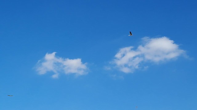 Oriental Stork - ML644689517