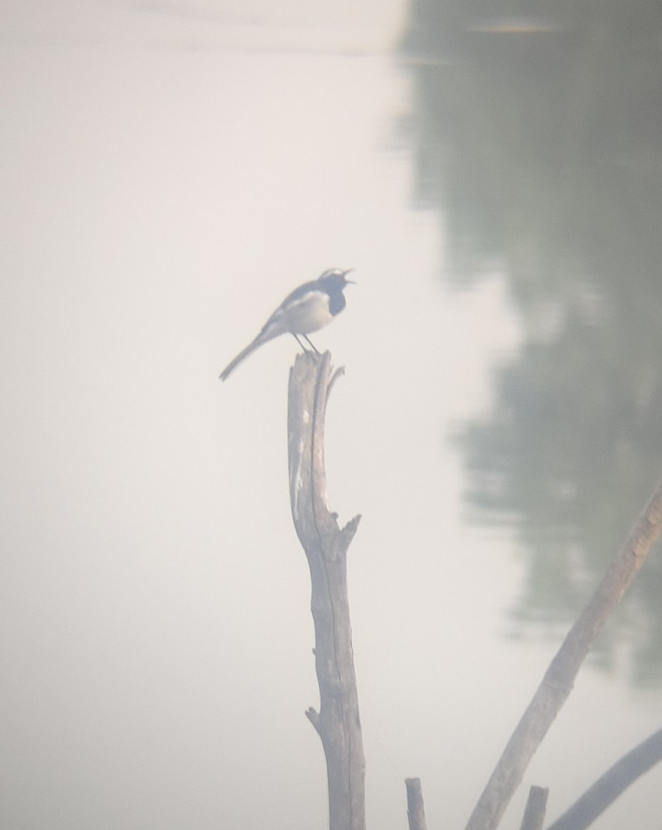 Bergeronnette indienne - ML644689518