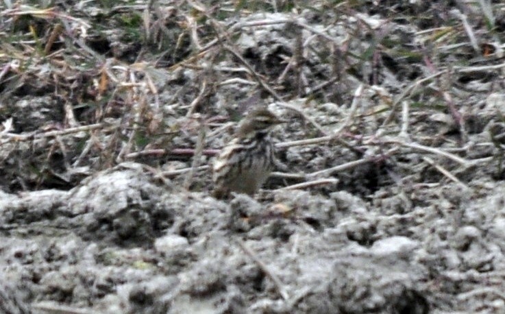 Rosy Pipit - ML644689519