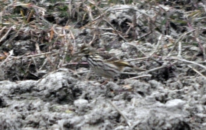 Rosy Pipit - ML644689520