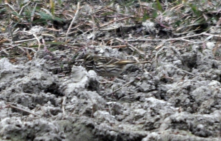 Rosy Pipit - ML644689522