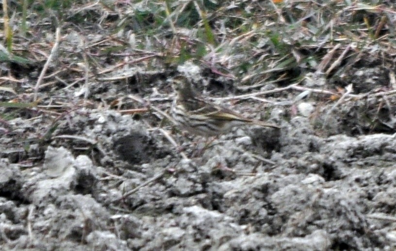 Rosy Pipit - ML644689523