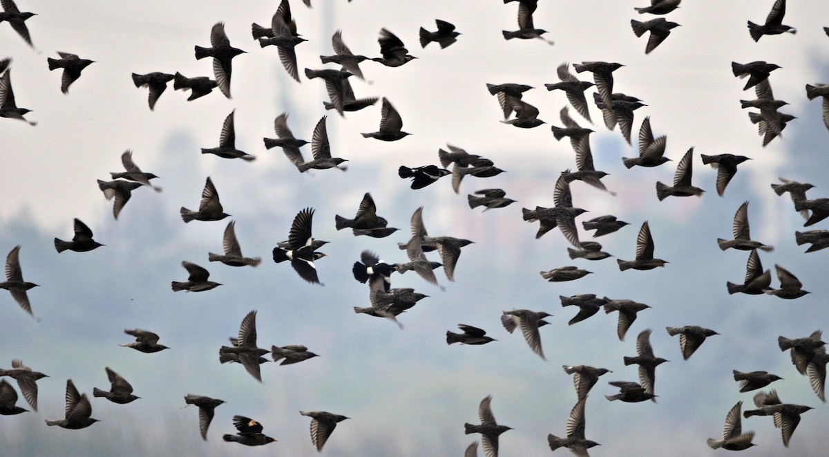 European Starling - ML644689532