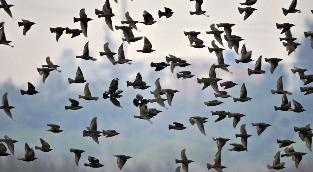 European Starling - ML644689533