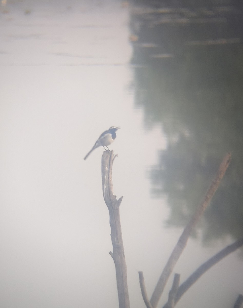 Bergeronnette indienne - ML644689546