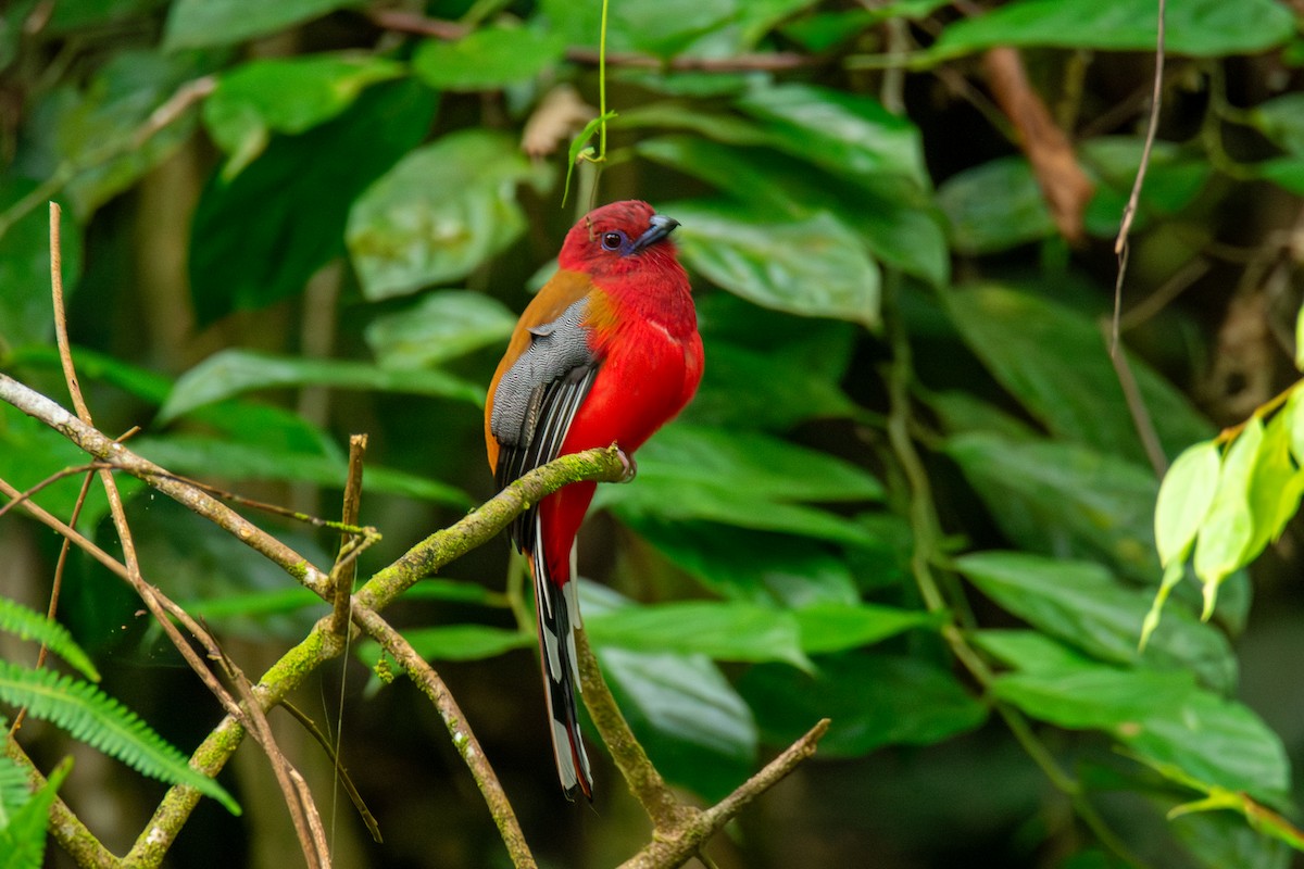 rødhodetrogon - ML644689547