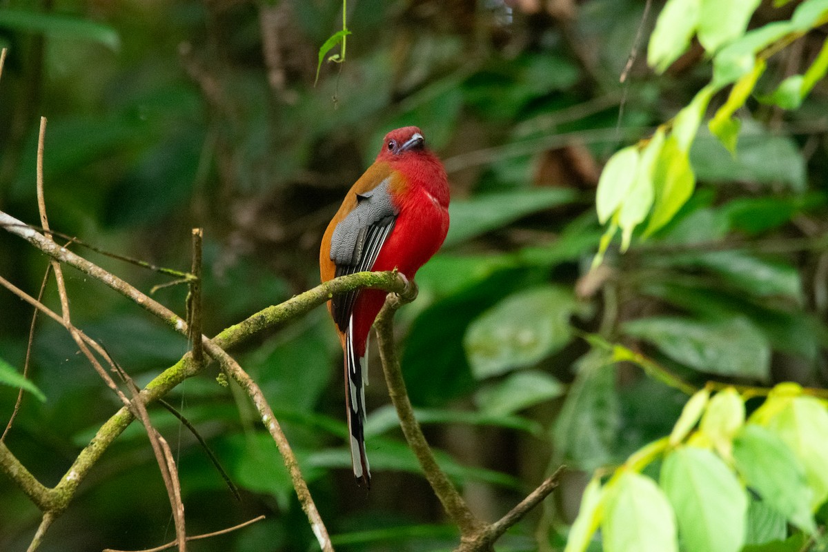rødhodetrogon - ML644689548