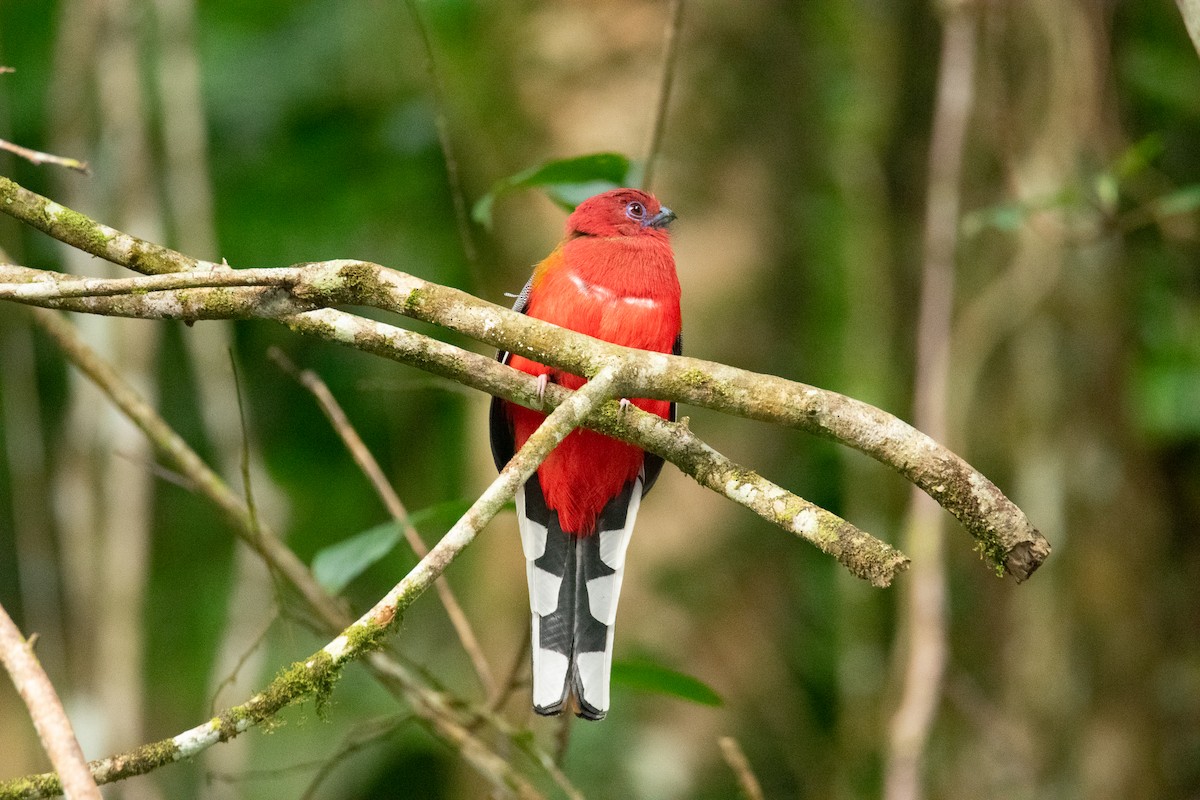 rødhodetrogon - ML644689549