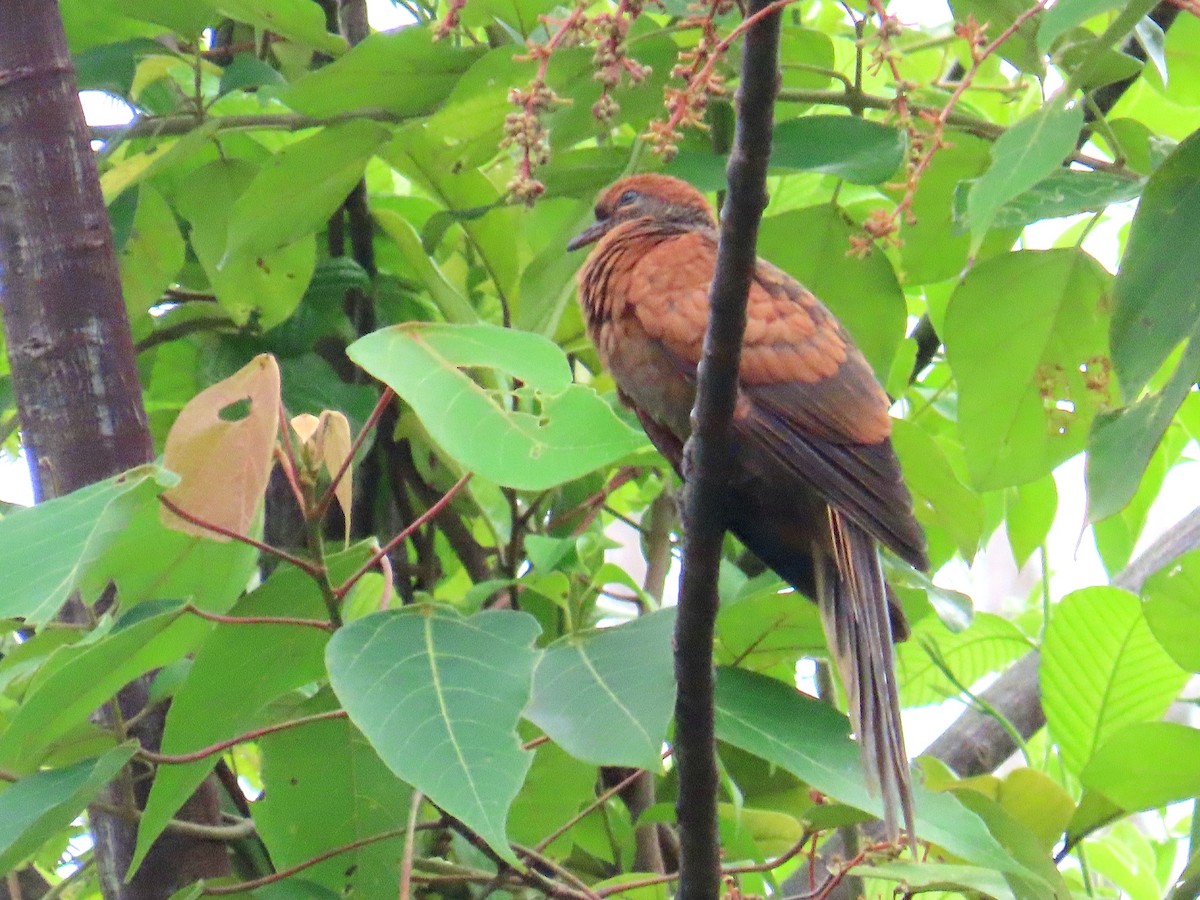 Little Cuckoo-Dove - ML644689559