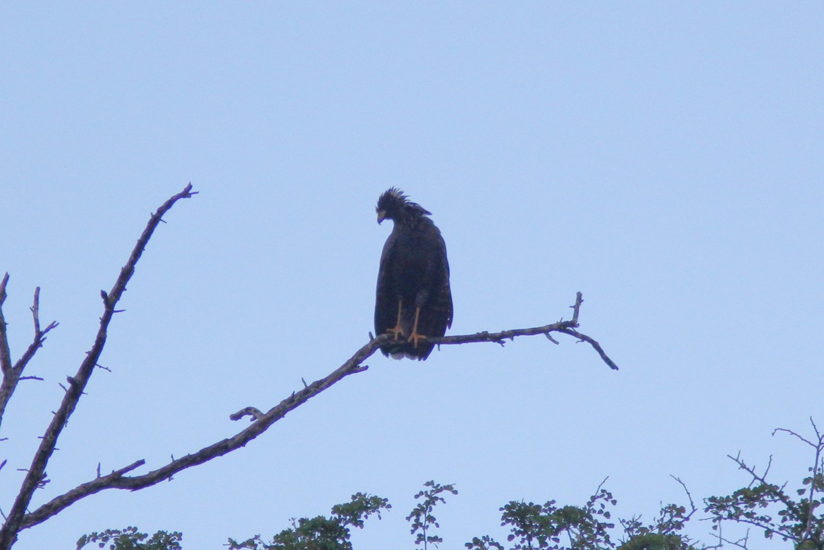 Great Black Hawk - ML644689576
