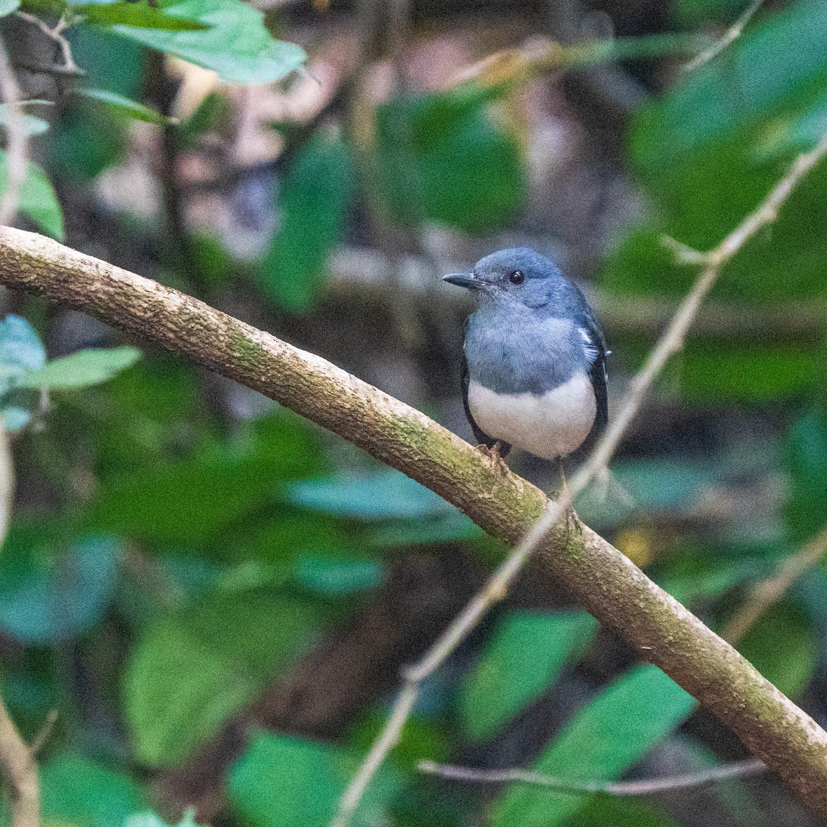 シキチョウ - ML644689581