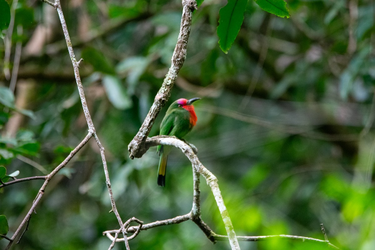Red-bearded Bee-eater - ML644689582