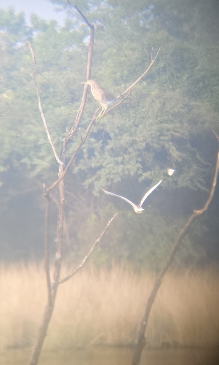 Paddyreiher - ML644689591