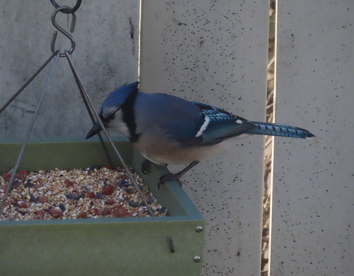 Сизойка блакитна - ML644689592