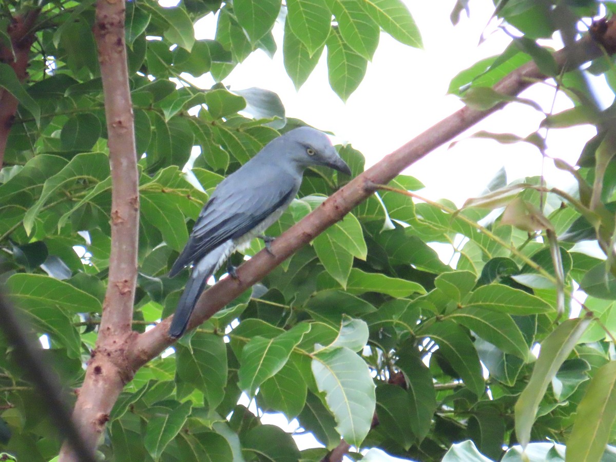 Bar-bellied Cuckooshrike - ML644689593