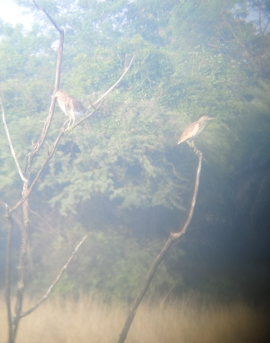 Paddyreiher - ML644689594