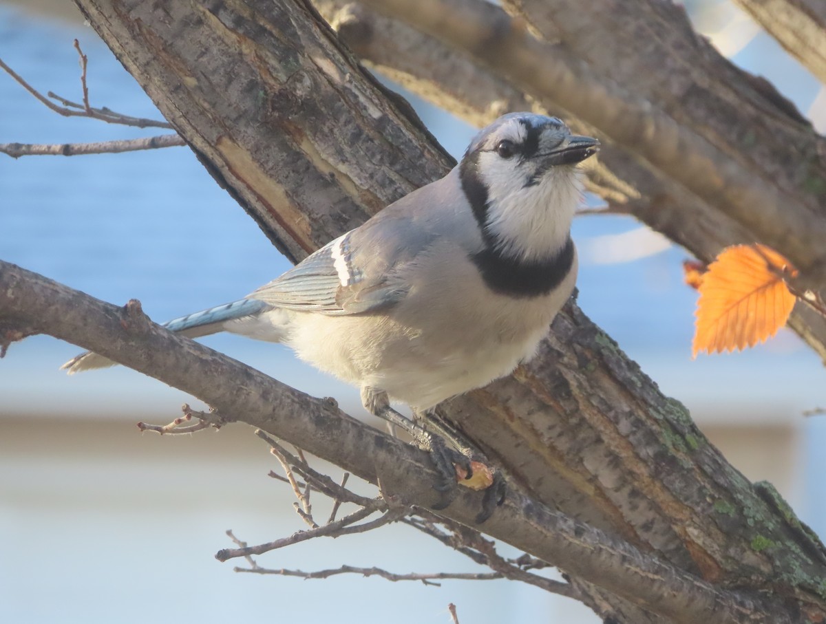 Сизойка блакитна - ML644689595