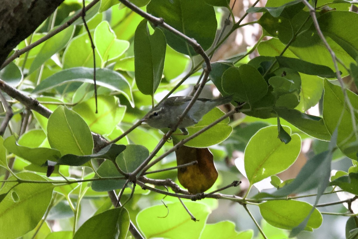 עלווית כפולת-פס - ML644689604