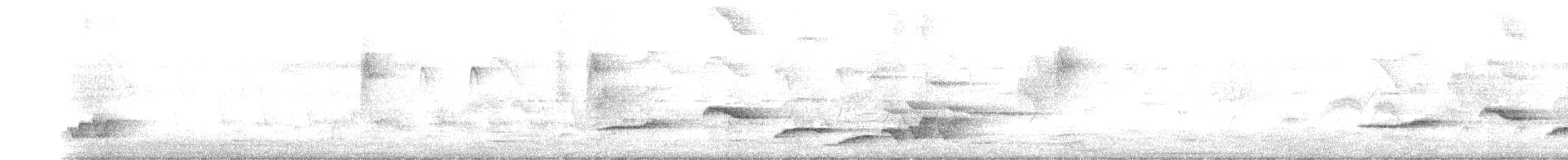 White-rumped Shama - ML644689605