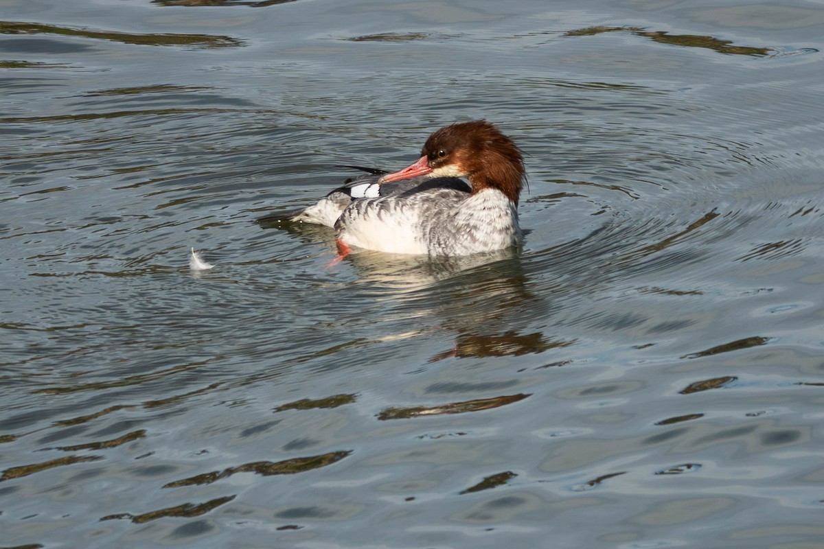 Common Merganser - ML644689606