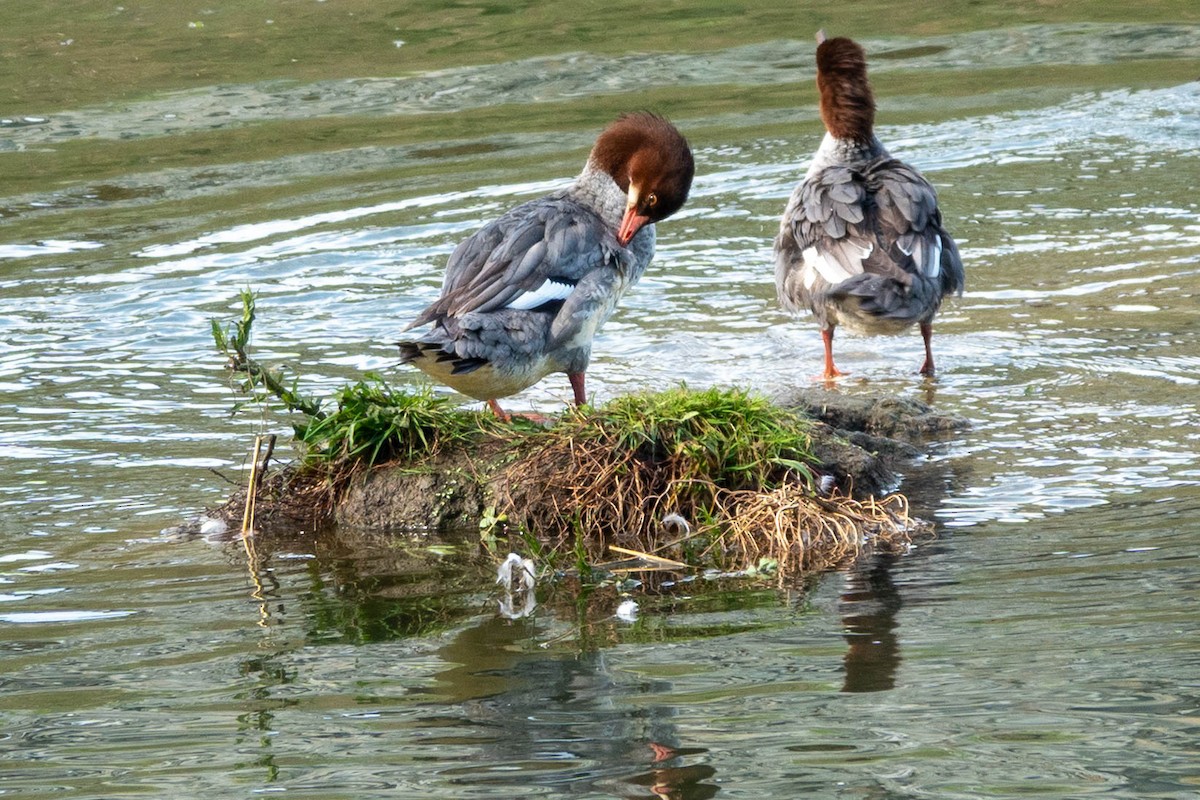 Common Merganser - ML644689607