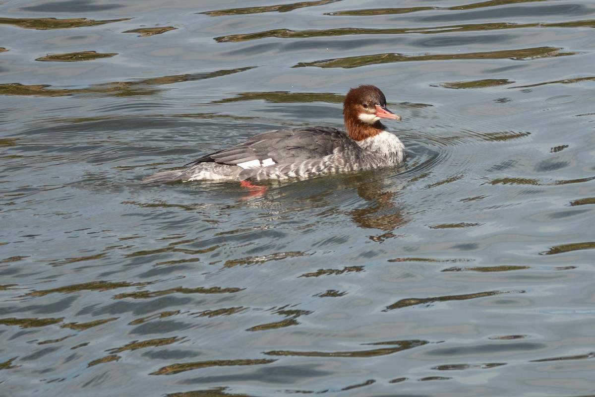 Common Merganser - ML644689608
