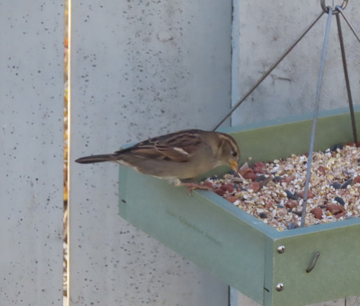 House Sparrow - ML644689609