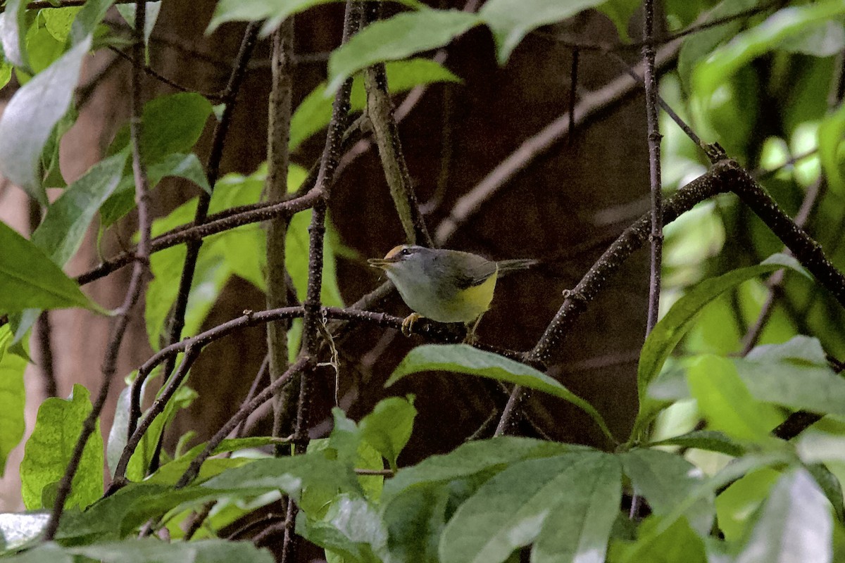 Mountain Tailorbird - ML644689613