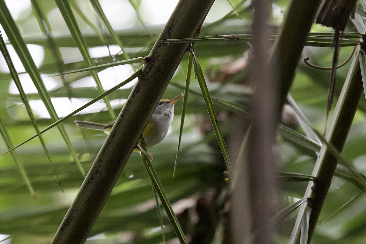 Mountain Tailorbird - ML644689614