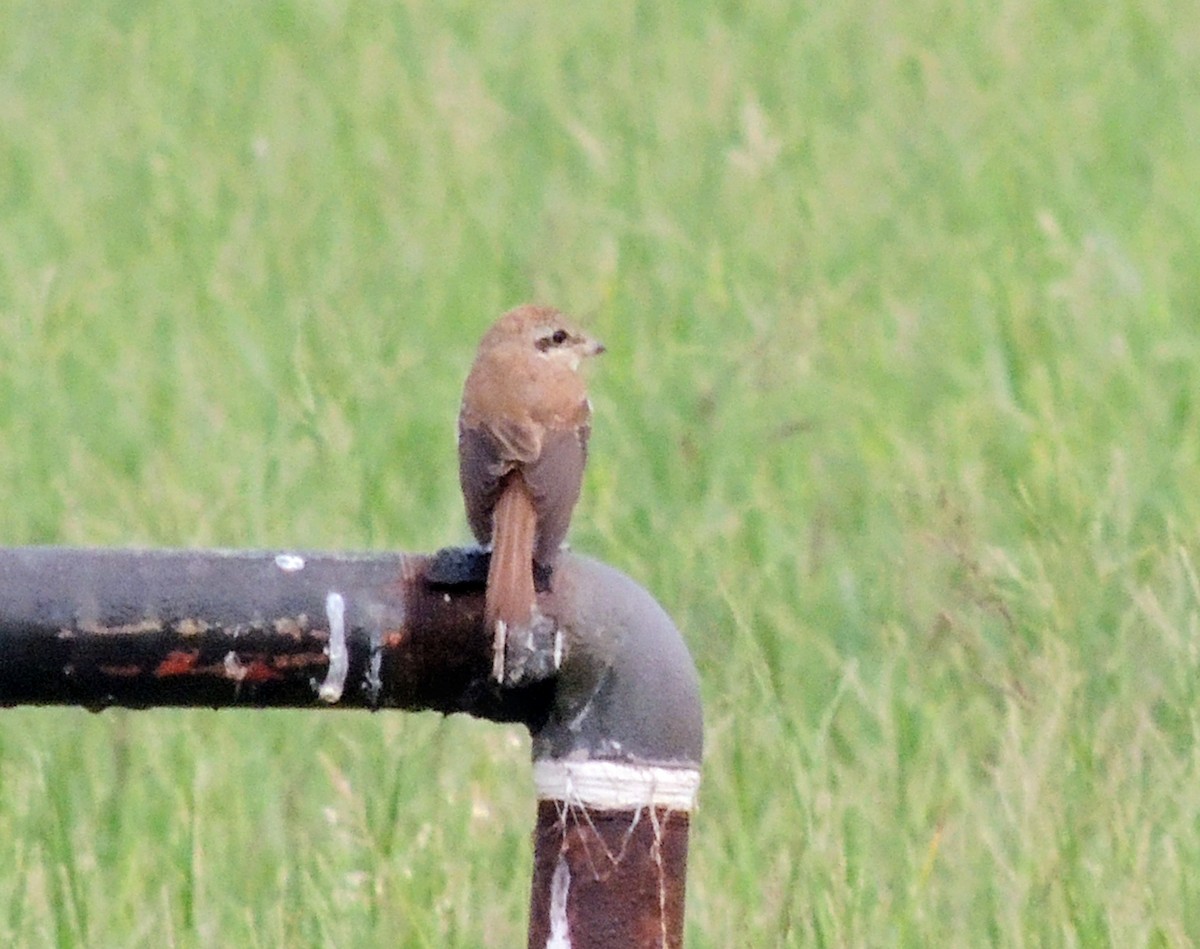 Brown Shrike - ML644689615