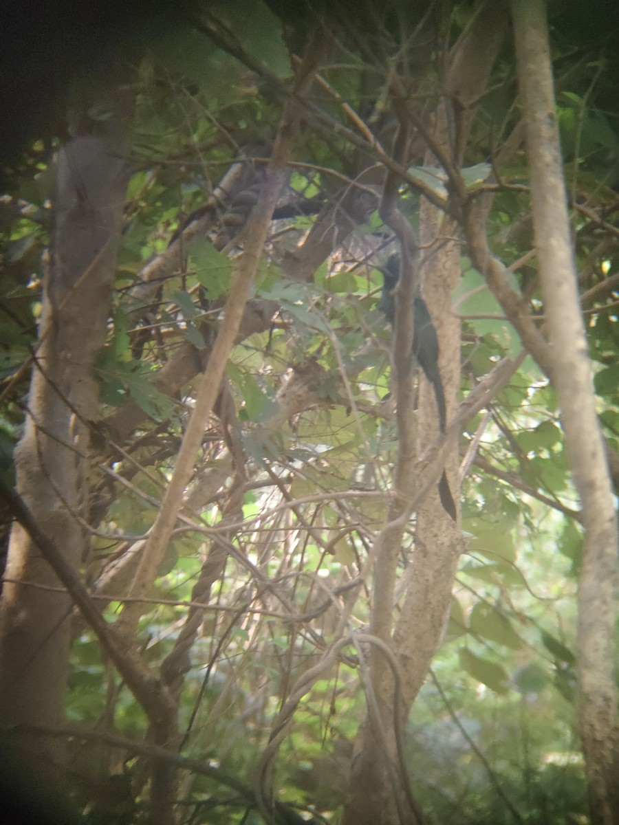 Greater Racket-tailed Drongo - ML644689617