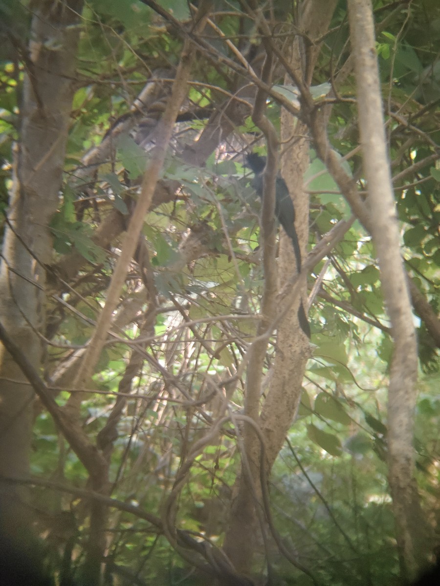 Greater Racket-tailed Drongo - ML644689618