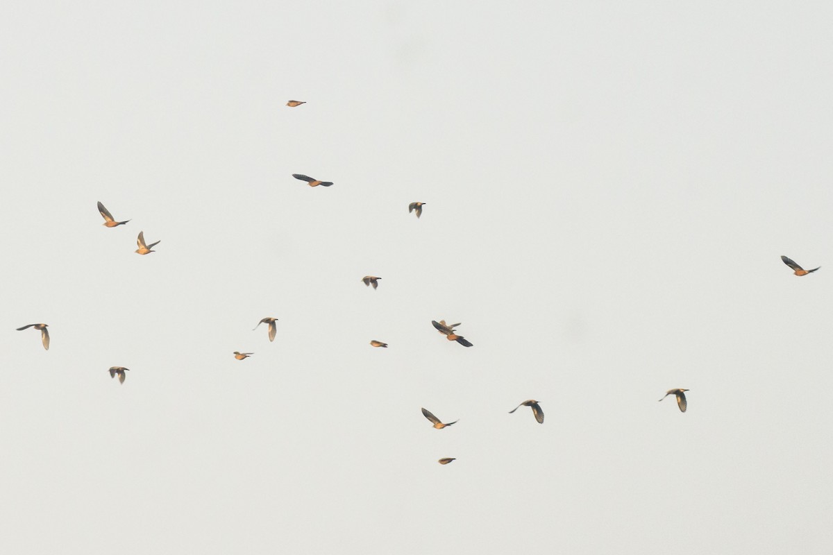 Rosy Starling - ML644689620