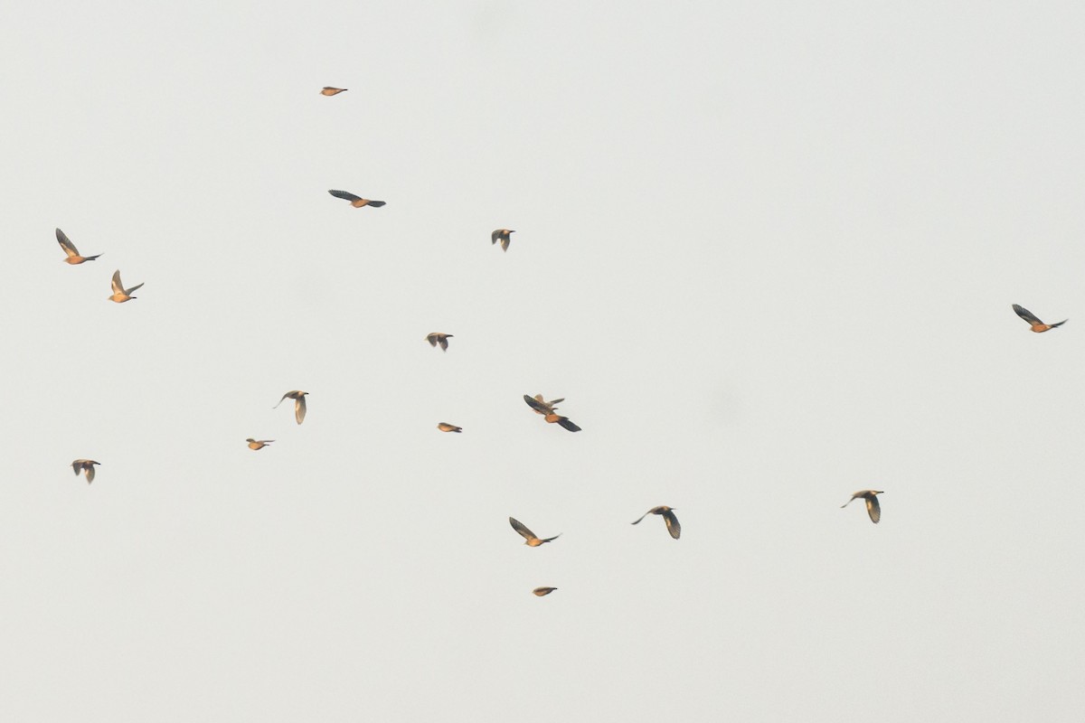 Rosy Starling - ML644689621