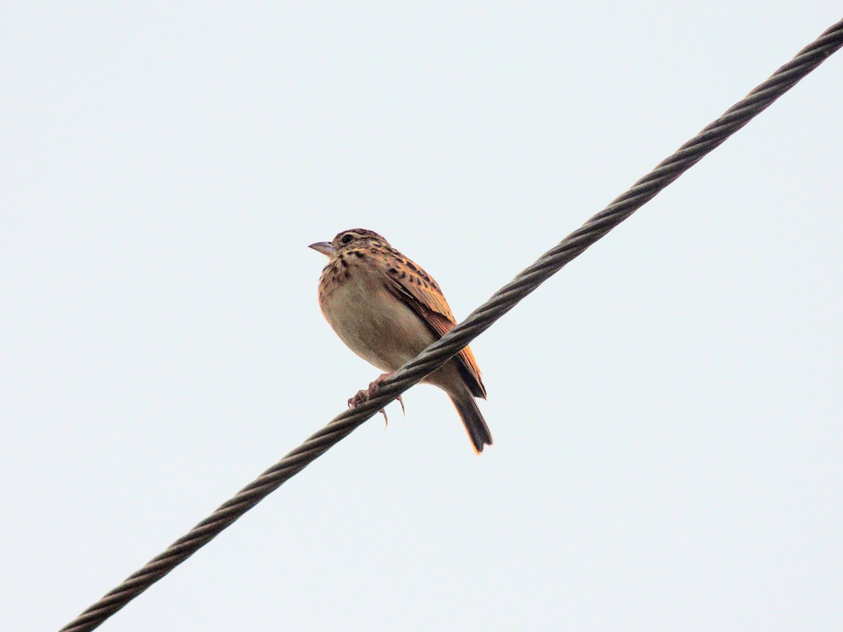Jerdon's Bushlark - ML644689622