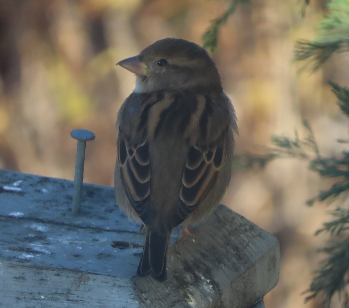 House Sparrow - ML644689623