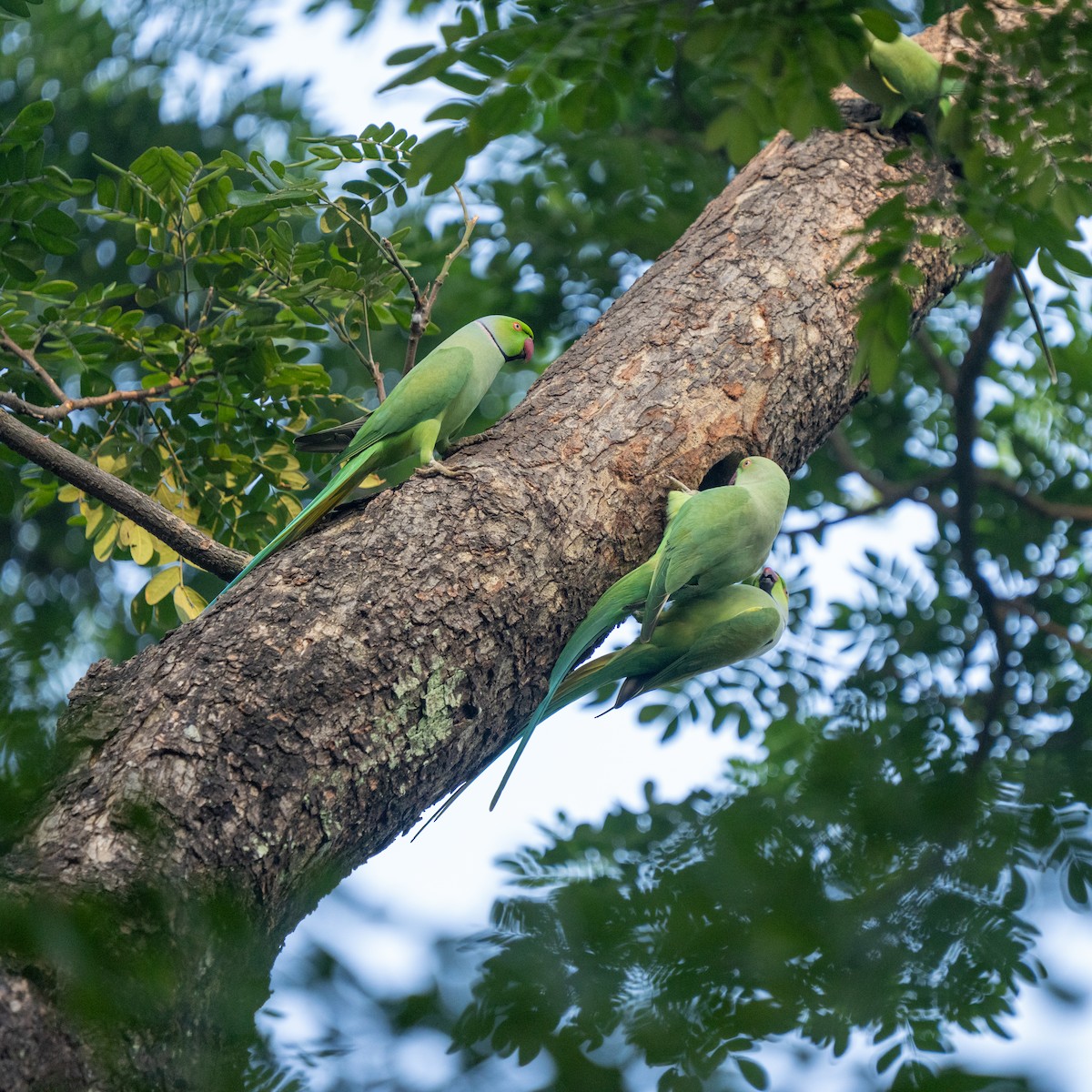 Rose-ringed Parakeet - ML644689624