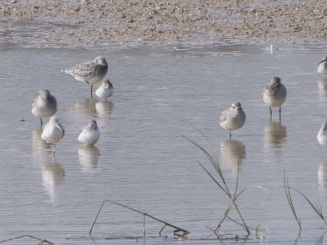 Black-bellied Plover - ML644689625