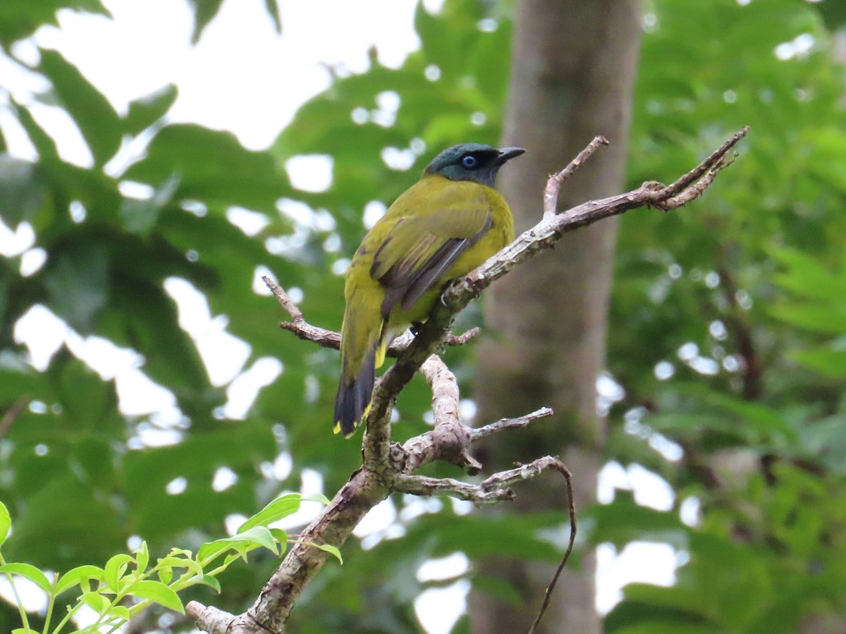 Black-headed Bulbul - ML644689626