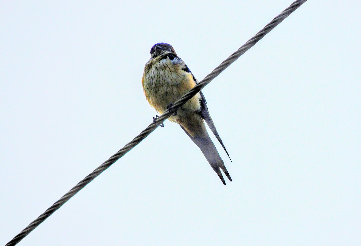 Eastern Red-rumped Swallow - ML644689628