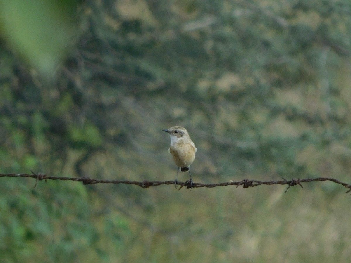 Siberian Stonechat - ML644689630
