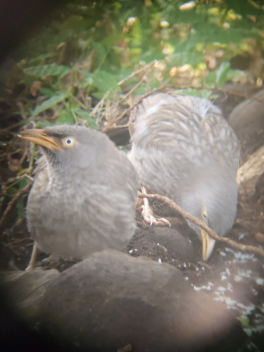 Jungle Babbler - ML644689632