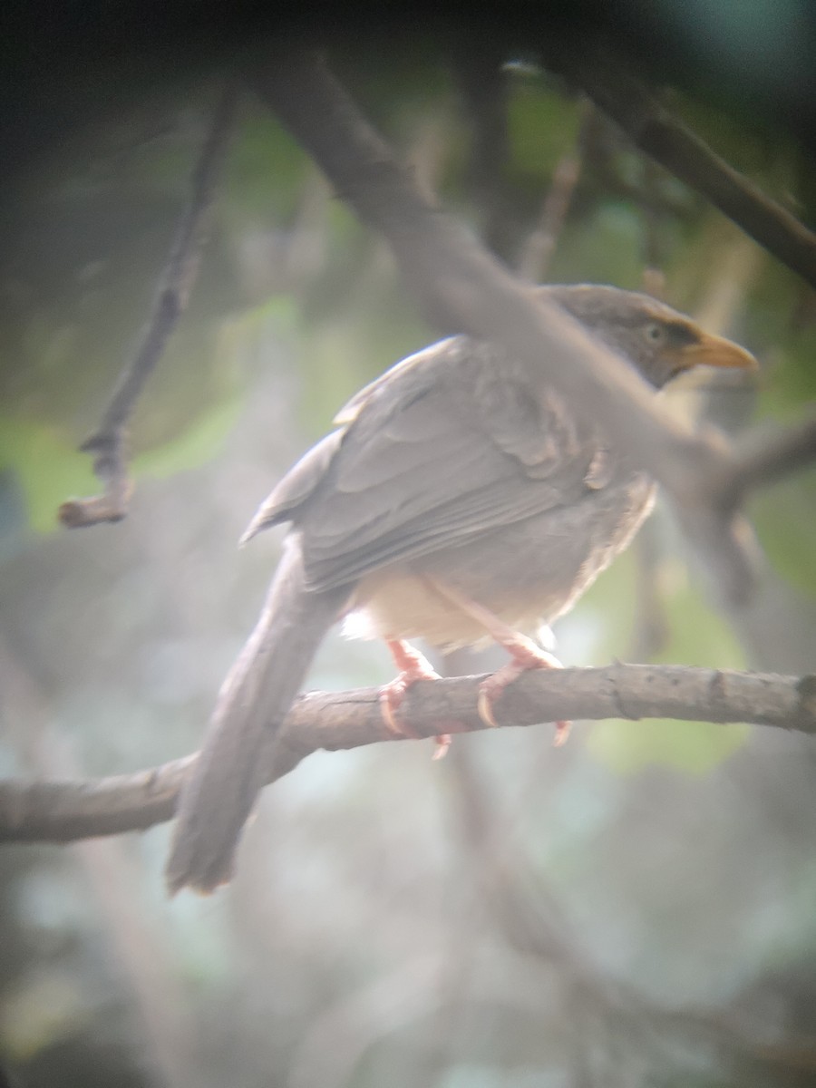 Jungle Babbler - ML644689635